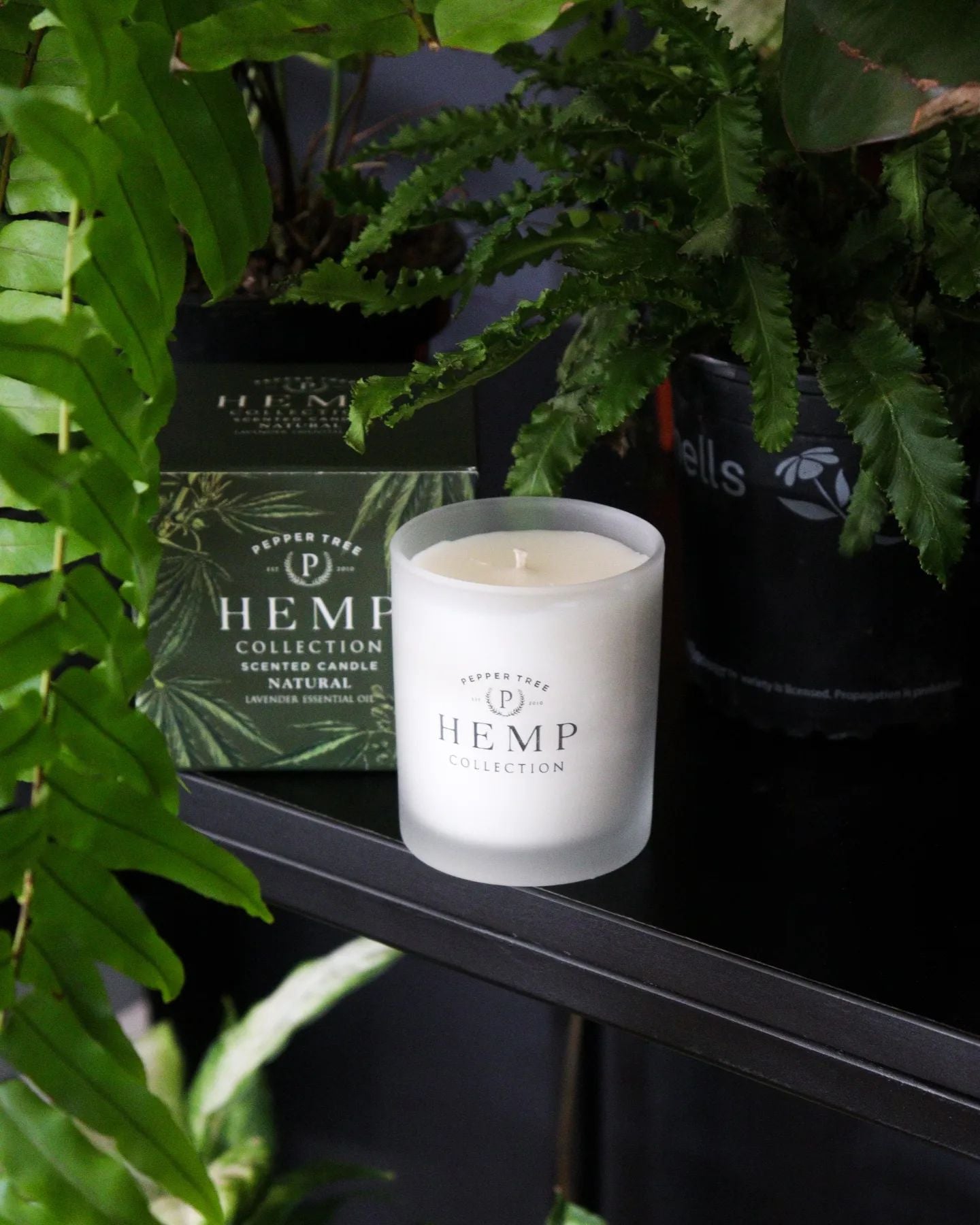 Hemp Scented Candle - 200 ml